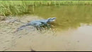 Jacaré Crocodilo Controle Remoto - Bateria Recarregável